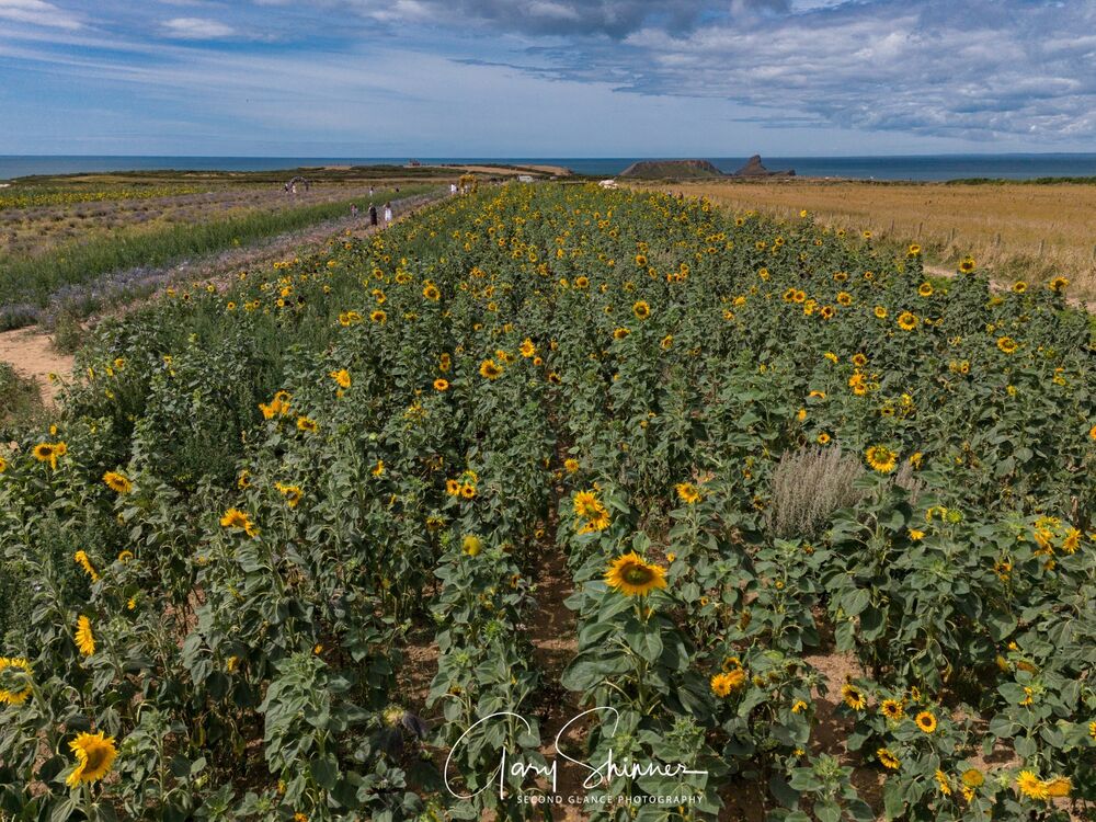 Sunflowers view towards the worms head