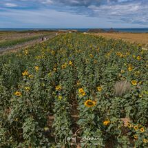 Sunflowers view towards the worms head