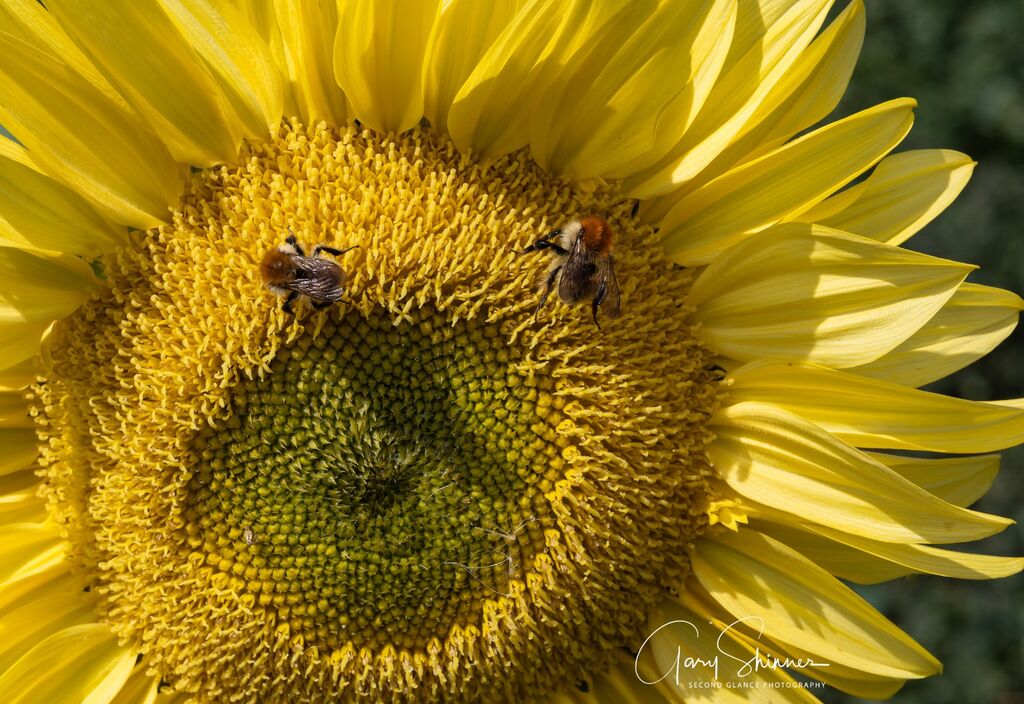 Sunflowwer visitors