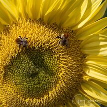 Sunflowwer visitors