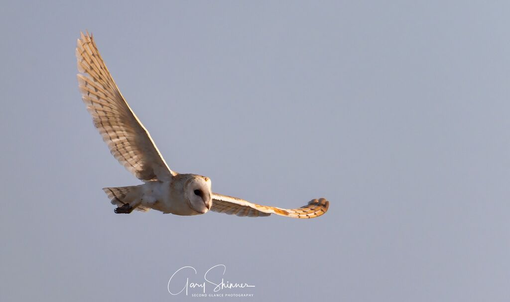 The Barn Owl - The full wing span