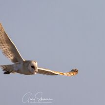 The Barn Owl - The full wing span