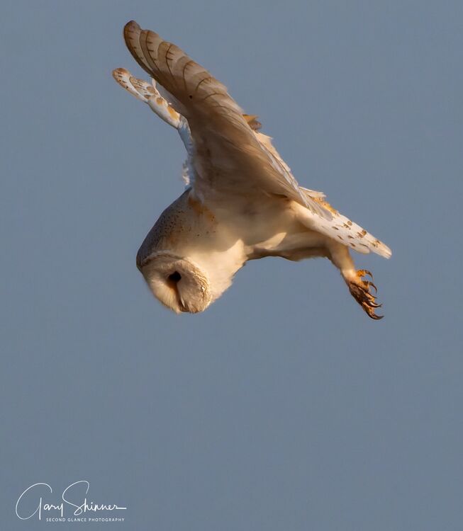 The Barn Owl Stare