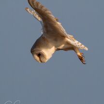 The Barn Owl Stare
