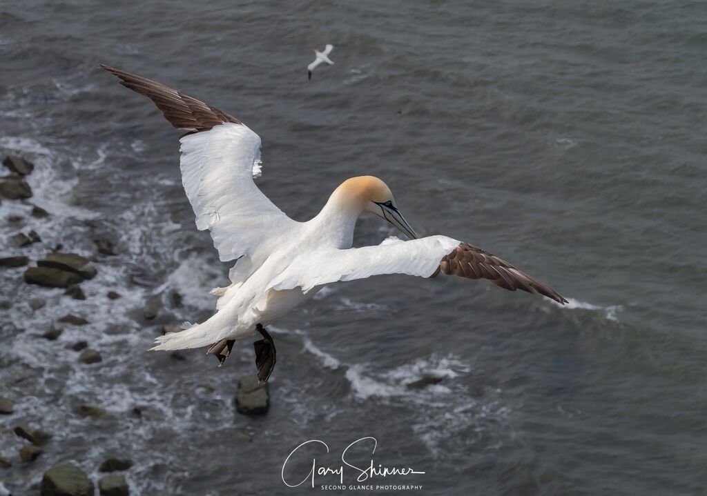 The Full wing Span