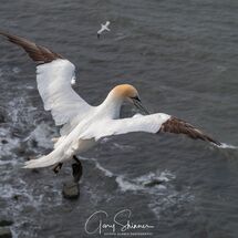 The Full wing Span