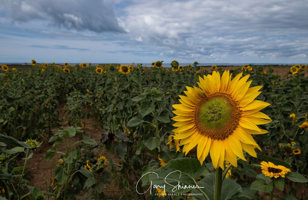 The Sunshine field