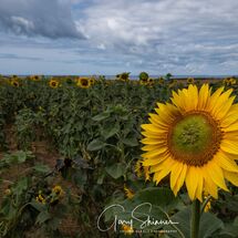 The Sunshine field