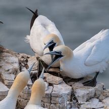 The disagreement