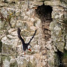 Bempton Cliffs & Norwich City 1940's weekend