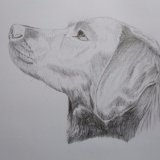 Labrador Pencil Portrait