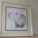 Labrador Pencil Portrait
