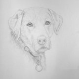 Labrador Pencil Portrait