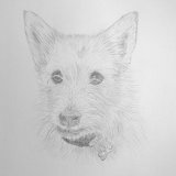 Jack Russell Graphite Drawing