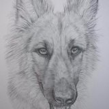 Alsatian Graphite Drawing