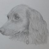 Cocker Spaniel Pencil Portrait