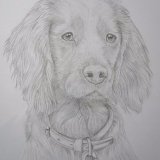 Cocker Spaniel Graphite Portrait