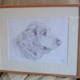 Cocker Spaniel Graphite Portrait