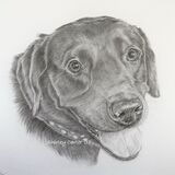 Black Labrador Graphite Drawing