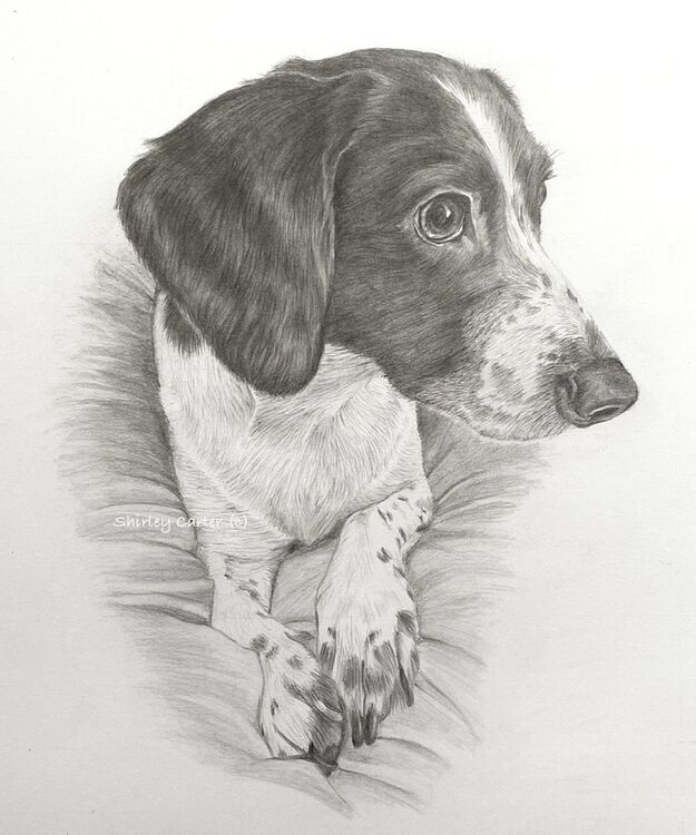 Cocker Spaniel Graphite Drawing