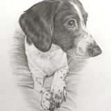 Cocker Spaniel Graphite Drawing