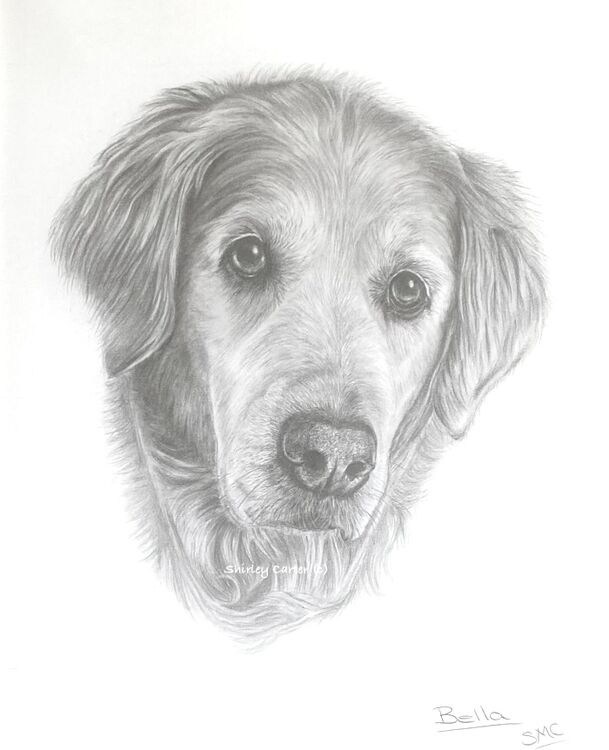 Golden Retriever Graphite Drawing