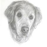 Golden Retriever Graphite Drawing