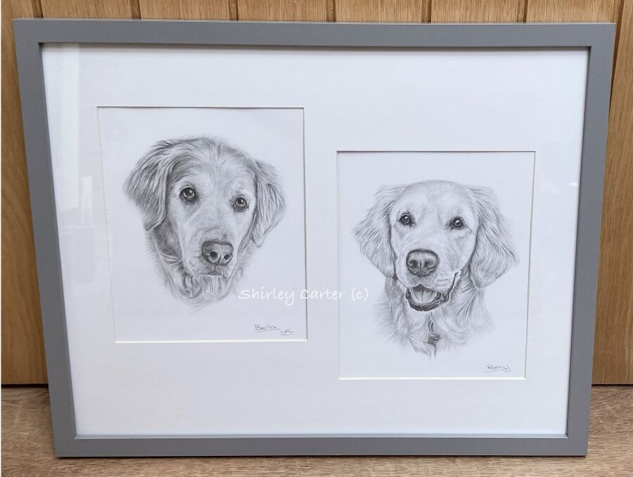 Golden Retrievers Graphite Drawings