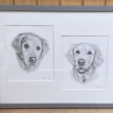 Golden Retrievers Graphite Drawings