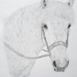 Horse Graphite Drawing