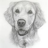 Golden Retriever Graphite Drawing