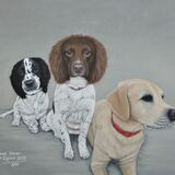 Cocker Spaniel, Springer Spaniel & Labrador Acrylic Painting
