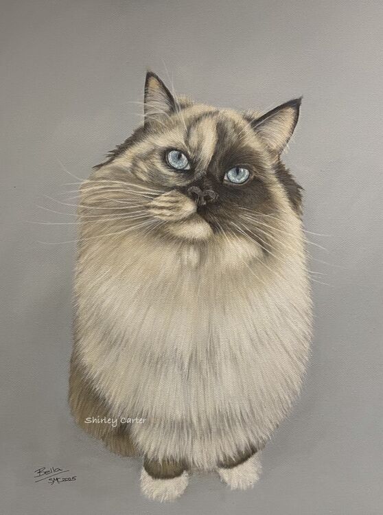 Ragdoll Cat Acrylic Painting