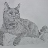 Cat Graphite Drawing