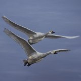 Swans Acrylic Painting
