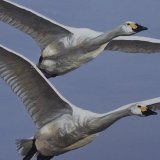 Swans Acrylic Painting