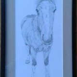 Horse Graphite Drawing