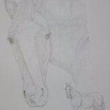 Horse Graphite Drawing