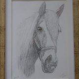 Horse Graphite Drawing