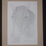 Horse Graphite Drawing