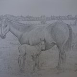 Horses Graphite Drawing