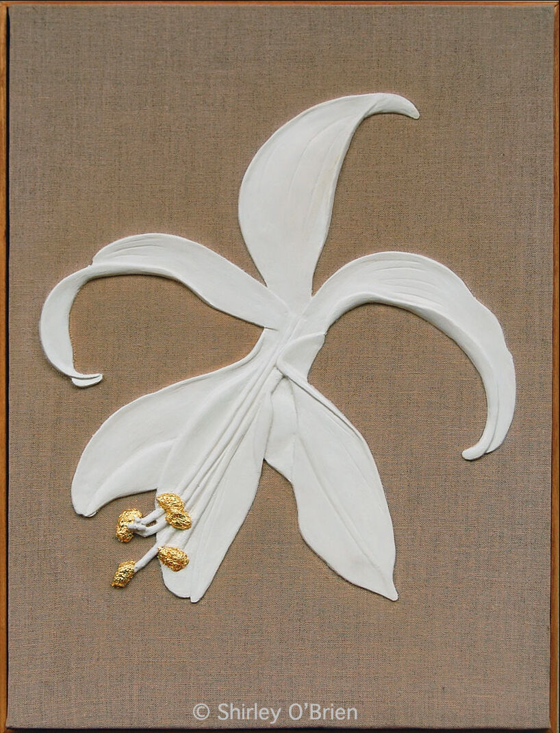 Sprekelia Formossisima