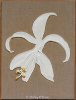 Sprekelia Formossisima