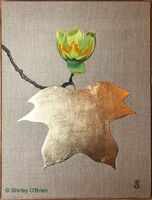 Tulip Tree (Liriodendron)