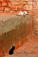Three Cats, Marrakech