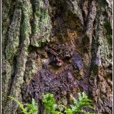 3rd-Tree trunk and fern(Textures)-Sue Cox