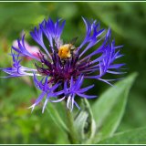 3rd-Cornflower and bee(Close Up)-Sue Cox
