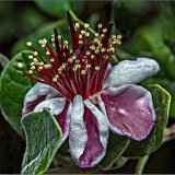 2nd-Brazilian Guava Flower(Close Up)-John Marchbank