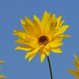 Highly Commended-Image of Summer-Tony Church