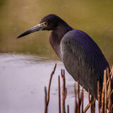 Highly Commended-Little Blue Heron-Julian Shaw, LRPS